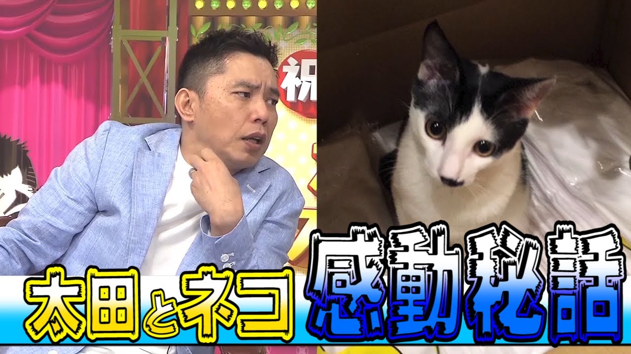 Ota Ueda #38] We talked about cats - YouTube