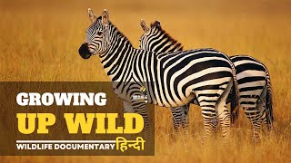 Growing Up Wild - हिन्दी डॉक्यूमेंट्री, Wild Africa | Wildlife documentary in Hindi
