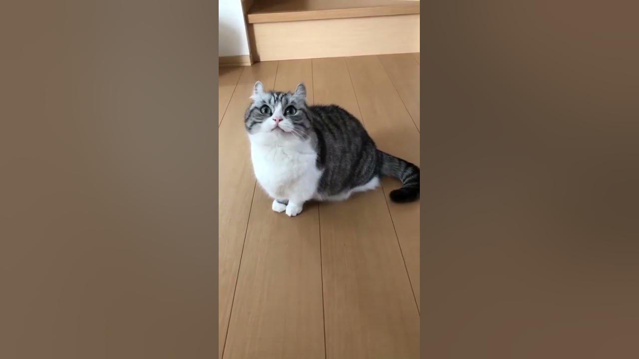 Бананчики 🍌🍌🍌🍌🍌🍌🍌🐱🐱🐱😺😺😺🐈‍⬛🐈‍⬛🐈‍⬛🐈‍⬛🐈‍⬛🐈‍⬛ - YouTube