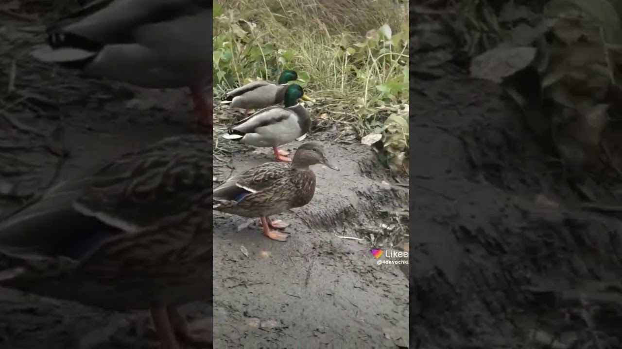 Утиные догонялки 