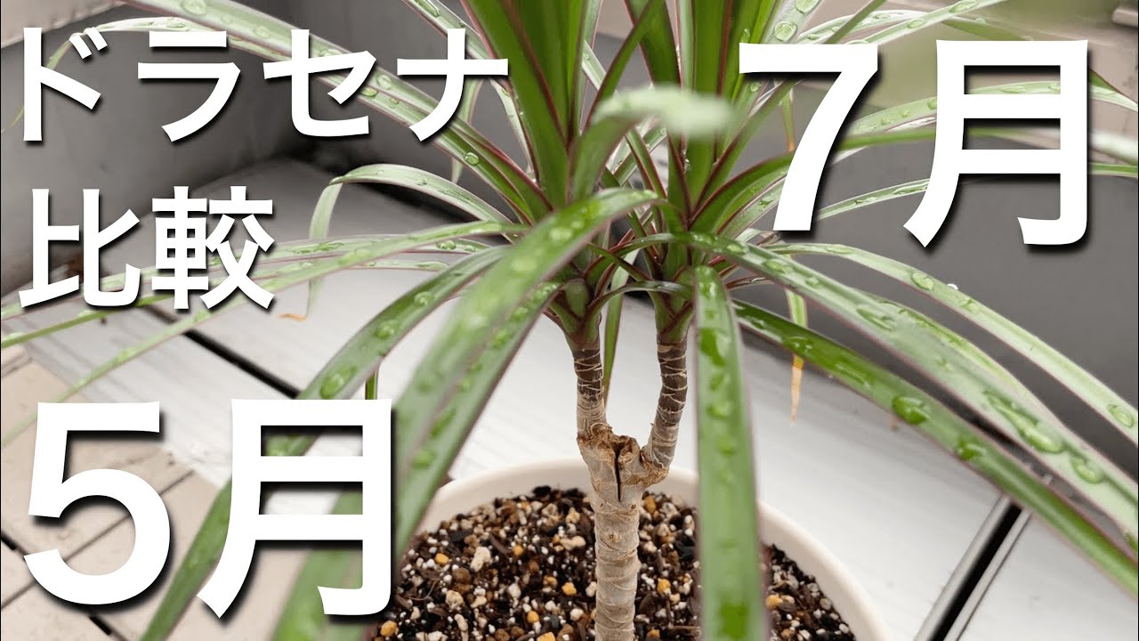 ドラセナコンシンネを屋外で育てた成長記録 インテリアグリーン Youtube