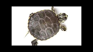 Visual trick fools ai into thinking a turtle is really a rifle