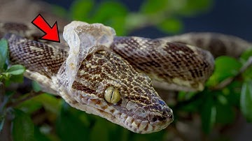 What To Do When Your Snake Is Shedding - Guide for Beginners