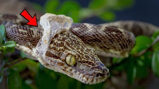 What To Do When Your Snake Is Shedding - The Best Beginner Snake by Known Pets 7 views 13 hours ago 2 minutes, 27 seconds