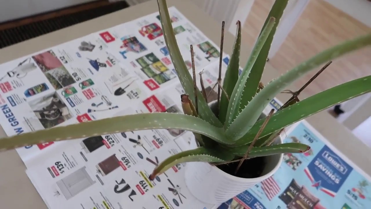 How To Revive A Dying Aloe Vera Plant Youtube