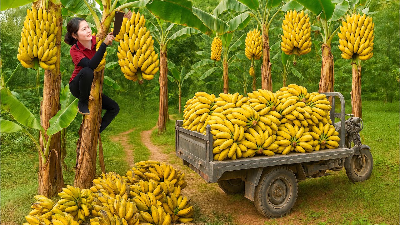 Harvesting Ripe Bananas & Making Banana Cakes to Sell | Sold Out Fast at Village Market