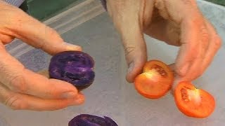 البدء في انتاج طماطم بنفسجية معدلة وراثيا