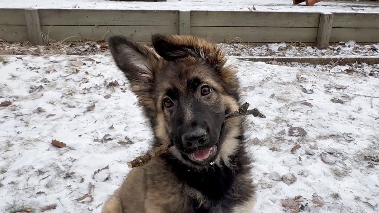 German Shepherd Puppy gets the Zoomies YouTube