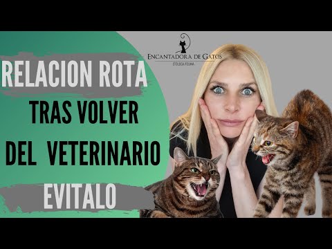 Video: 5 señales de que estás en la compañía de un veterinario que acepta a los gatos