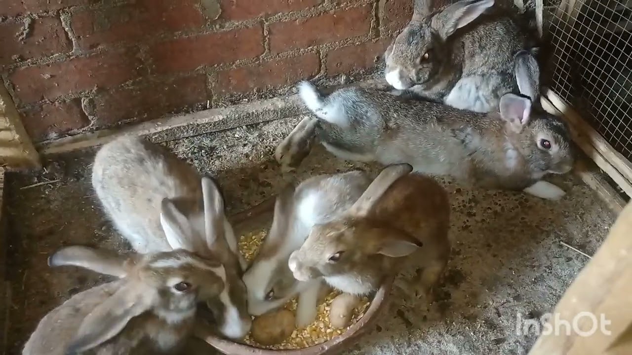 الوقت المناسب لتقيح الارانب علشان ناخد منهم اعلى انتاج 🐭