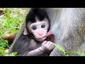 This newborn baby monkey cute so much