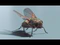 Gaussian Splatting Fly Animation in Houdini/APEX