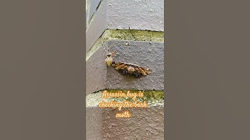 Assassin bug & bark moth #bark #moth #bug #deadly #venomous #predator #prey #video #australia #wild