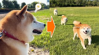 Shibe finds a family member who lives apart at the airport and runs to her at great speed.