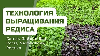 Технология выращивания всех разновидностей Редиса на Микрозелень | Народные Семена