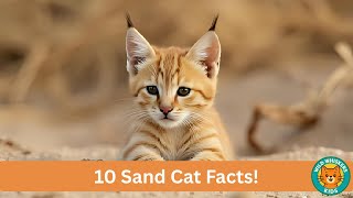 10 ADORABLE Sand Cat Facts - Desert's Cutest Survivor! 🏜️😻