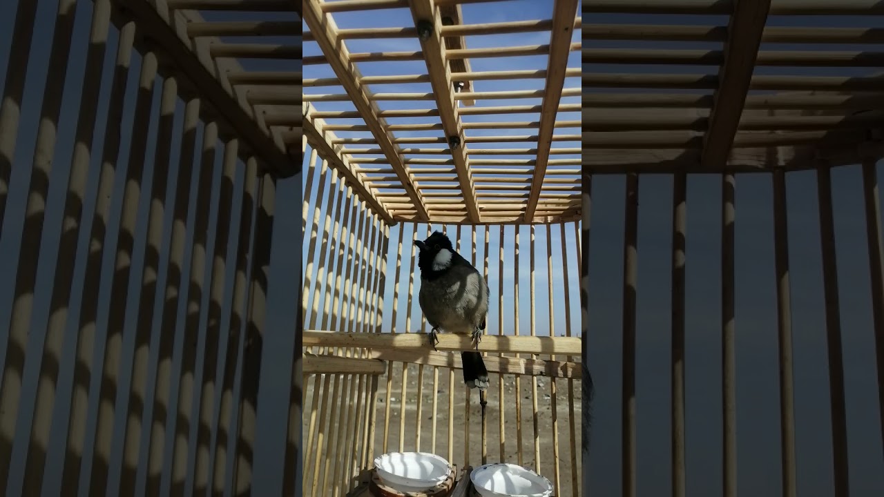 ندهات او طيارات فتح بلابل خامات سمع صوت ناصي لاتنسو الاشتراك يصلكم كل شي جديد