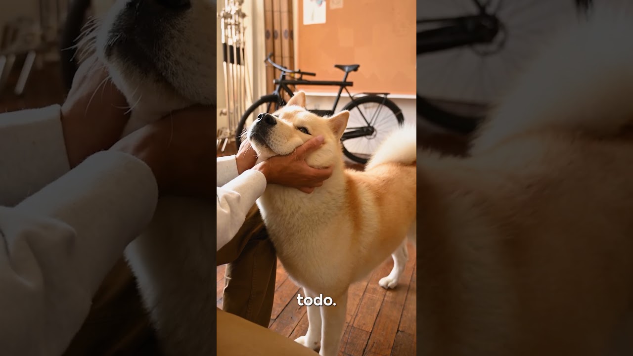 Cachorro - Ansiedade de Separação