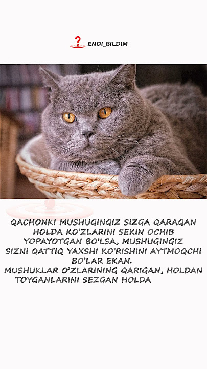 Qattiq mushuklar Qattiq mushuklar