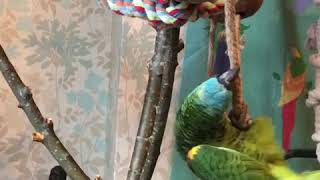 Parrot Antics