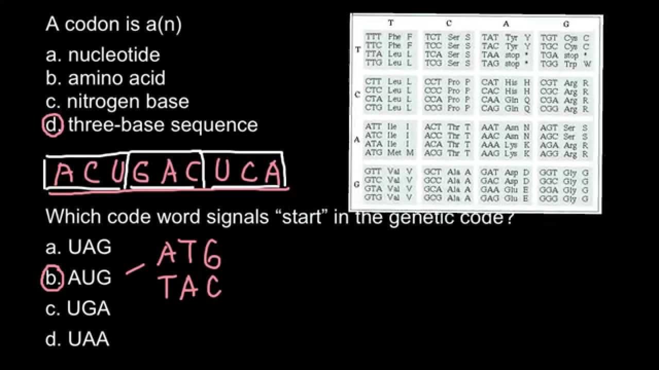 What is a codon? Explanation. - YouTube