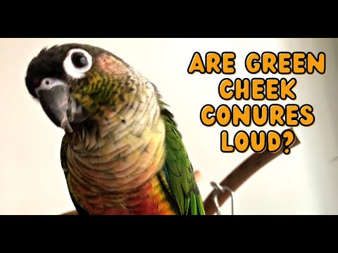 ARE GREEN CHEEK CONURES LOUD? Frustrated Parrot Sounds, Upset Green Cheek Conure Sounds