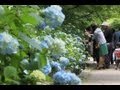 神戸市立森林植物園でアジサイが見ごろ の動画、YouTube動画。