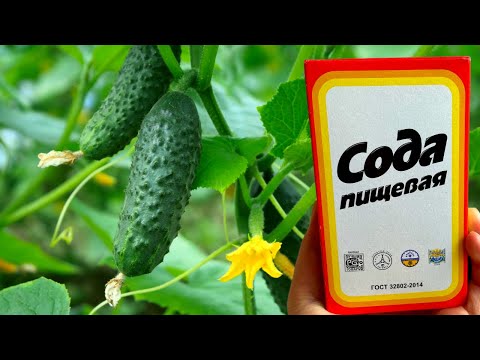 Срочно дайте Огурцам и Томатам соду и будете собирать урожай ведрами до Осени!!! Уход за Огурцами!