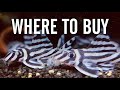 Where to Buy Rare and Exotic Aquarium Fish