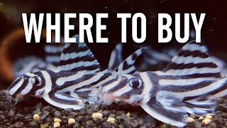 Where to Buy Rare and Exotic Aquarium Fish
