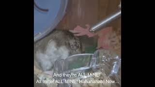 Hammy's Treasure Hunt Ended in Disaster! #Hamster #FunnyHamster #TreasureHunt #HamsterAdventure