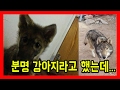 ë¬´ë£Œë¡œ ë¶„ì–‘ ë°›ì•„ í‚¤ìš°ê²Œ ëœ ê°•ì•„ì§€, ì•Œê³ ë³´ë‹ˆ ëŠ‘ëŒ€ì˜€ë‹¤