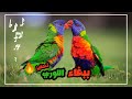 تحفيز ببغاء اللوري على التزاوج