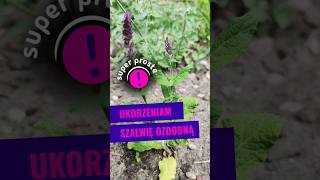 Rozmnażanie szałwi ozdobnej - super proste #rozmnażanieroślin #ogrodnictwo #byliny