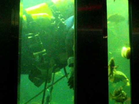 Visited Victoria Undersea Gardens Youtube