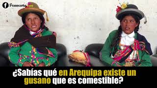 ¿Sabías qué en Arequipa existe un gusano que es comestible