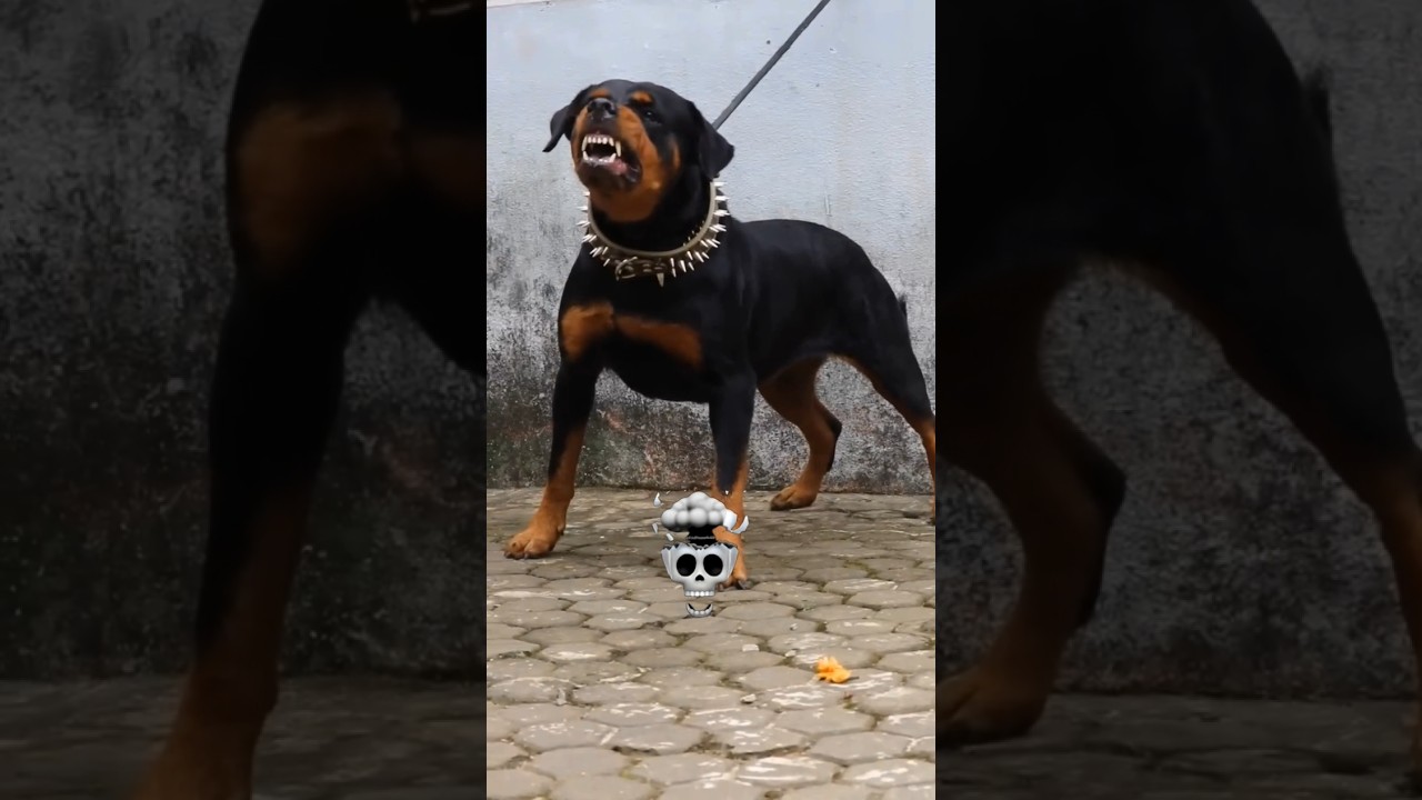 power of dogs transformation 💀