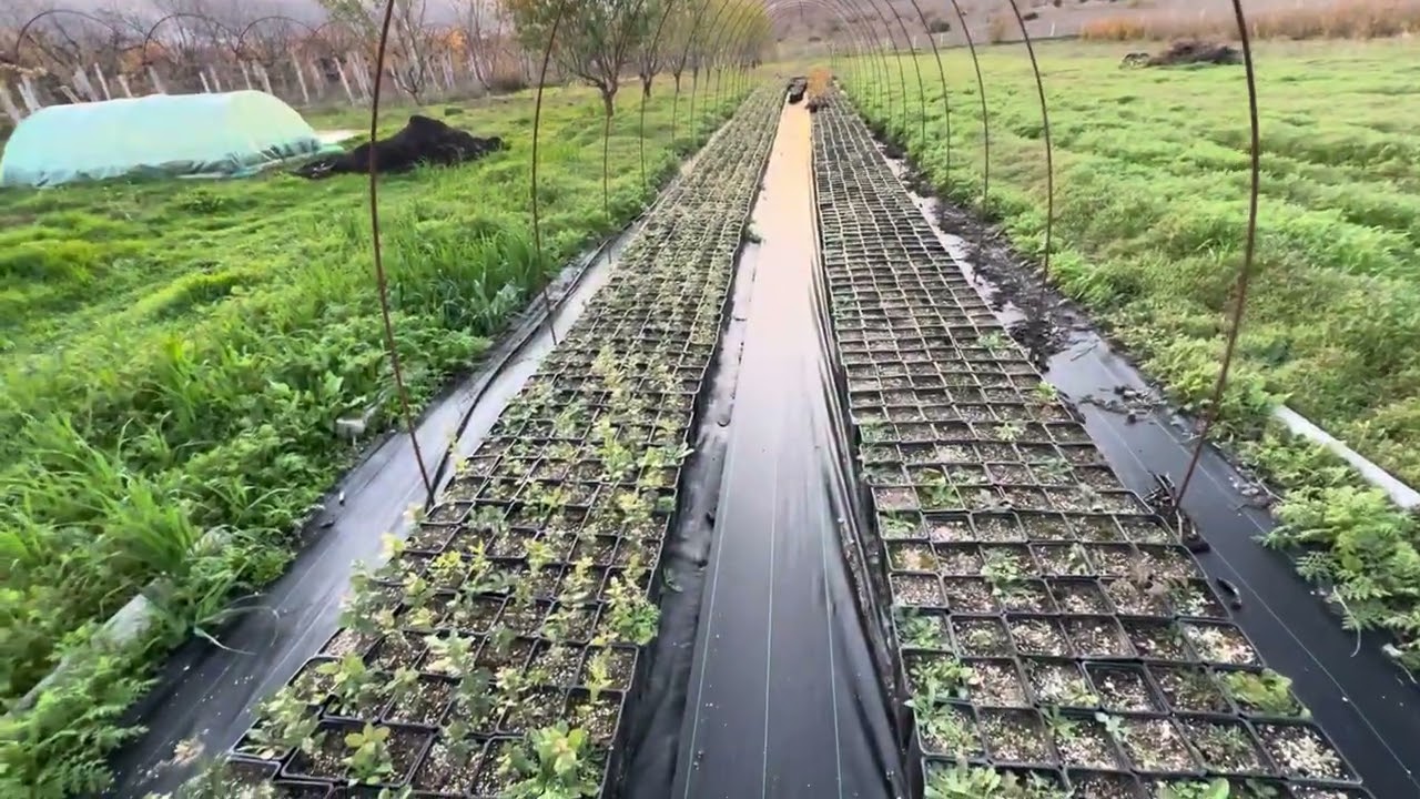 Фундук Трапезунд, отпускаю сад в зиму 2026