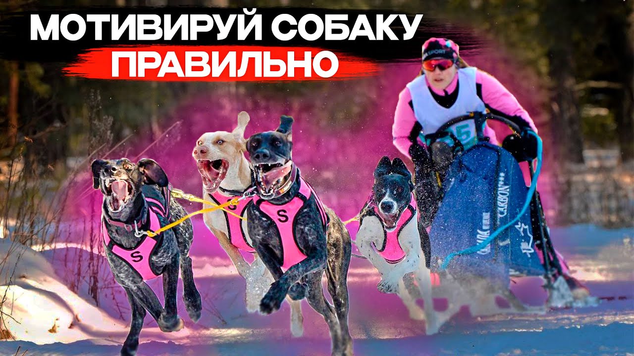 КАК НАУЧИТЬ СОБАКУ ТЯНУТЬ | ВСЕ О МОТИВАЦИИ СОБАК В ЕЗДОВОМ СПОРТЕ