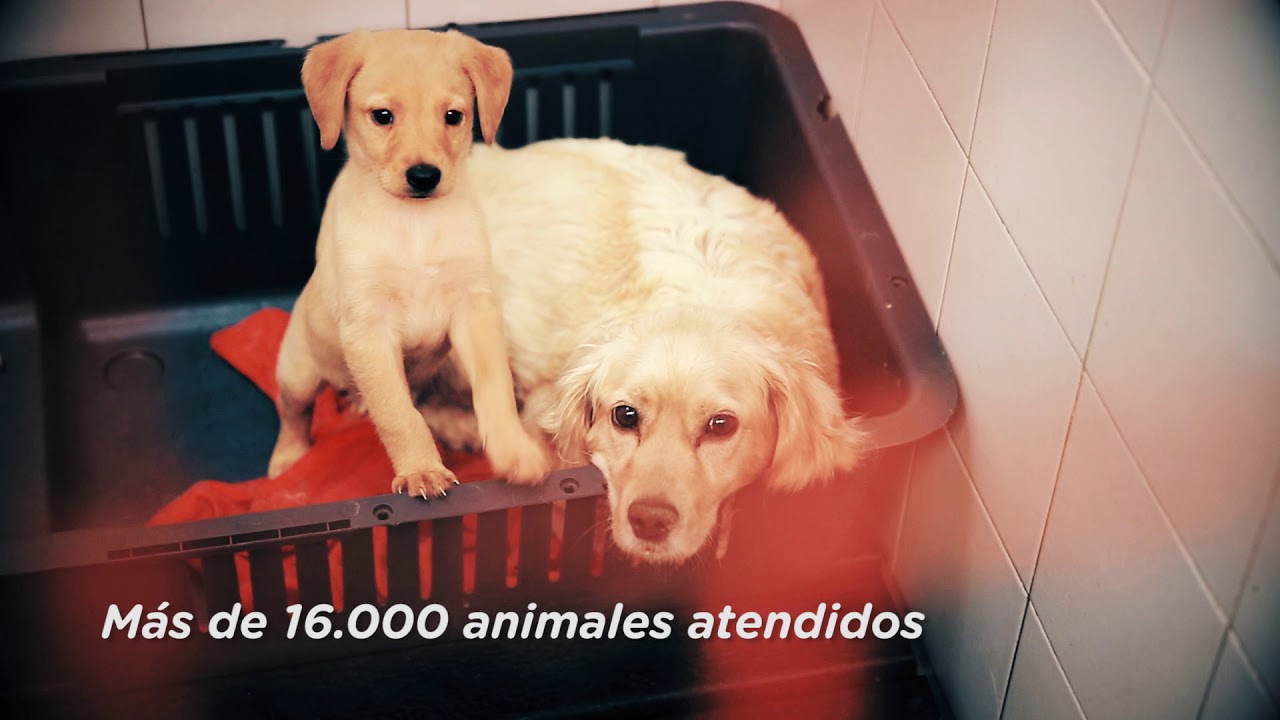 Bogotá, pionera en la protección y bienestar animal alcaldía de bogotá encuesta