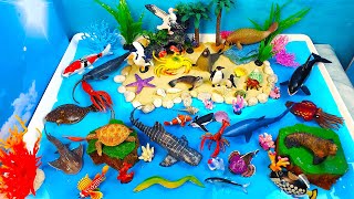Huge Sea Animals Diorama-Learn Marine Animals English names and facts-Preschool project