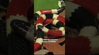 Have you heard this rhyme? 🐍