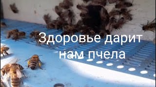 видео: Настойка подмора пчел, приготовление и применение. картинка: Настойка подмора пчел, приготовление и применение.
