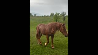 Ovako izgleda RAJ na zemlji! 🇷🇸🌿🐎 #shortsvideo #svetbiologije #nature #horse #priroda