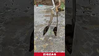 Smart &amp; Efficient Zigzag Cutter for Cutting and Planting Holes in Plastic Mulch Fields