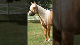Elvis Presleys Horse Rising Suns Doppelgänger At Graceland