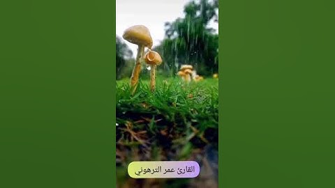 القارئ عمر الترهوني ماتيسر من سورة الرعد برواية قالون عن نافع. ALQARI. OMAR. ATTARHONI