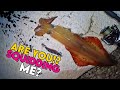 Are you squidding me? | Squid Fishing from Shore | EGING