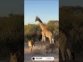 Lions Circle Giraffe | 🦁🦒🔥Savanna Survival Showdown  #shorts #Wildlife #Safari #NatureVideo #Lions
