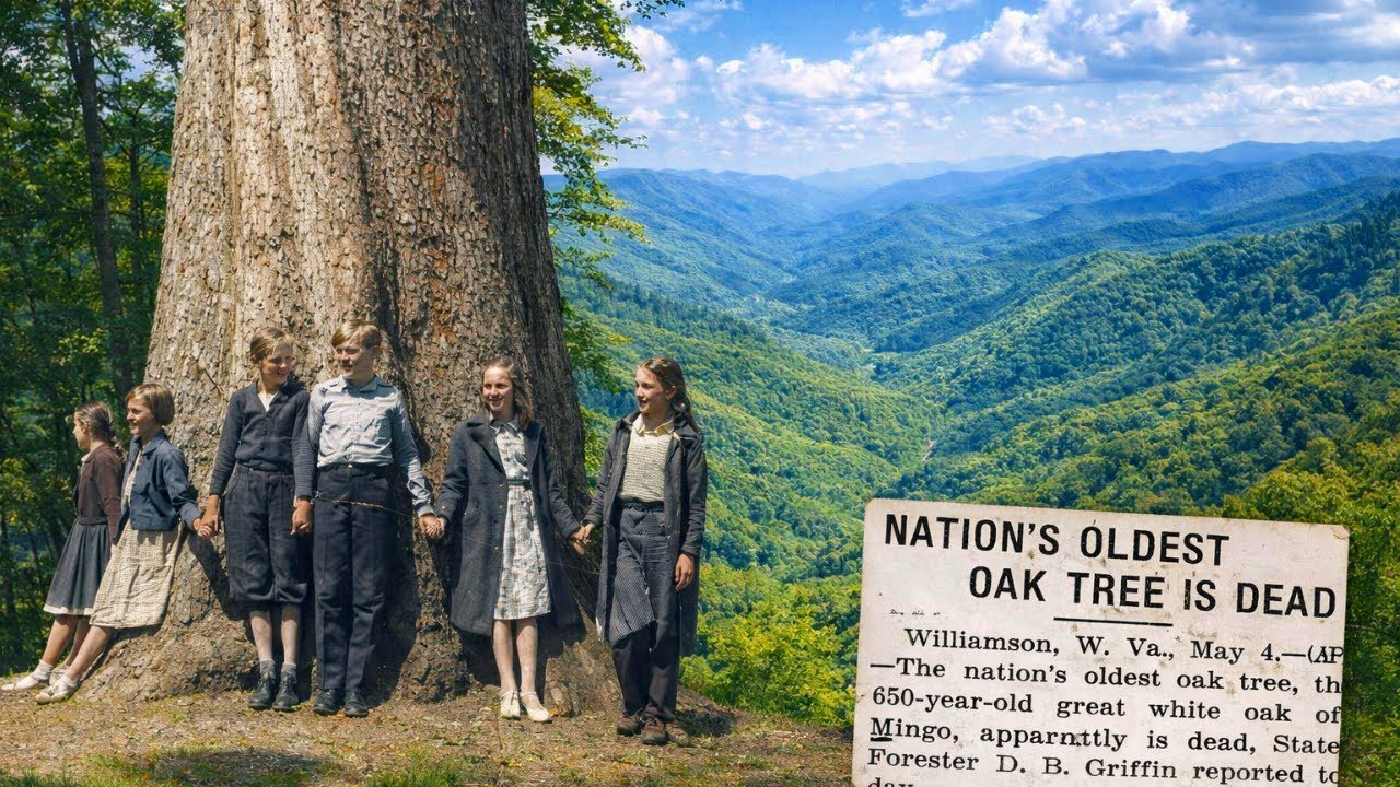 West Virginia Tree Older Than America-The Pulpit Made from the Great Mingo Oak-We Found It